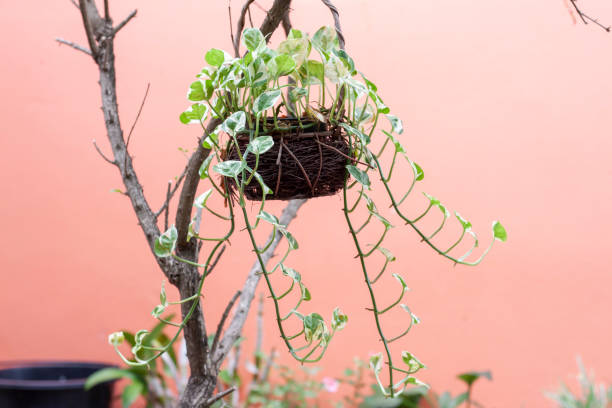 istock Fresh Epipremnum aureum in pot in the backyard. 1460792365