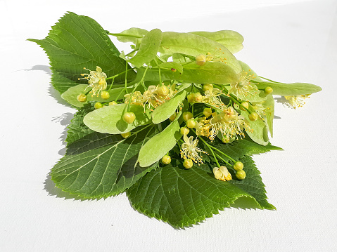 Flowers between leaves of small-leaved lime (Tilia cordata) collected for tilleul (linden flower tea) - tea for relaxation, medicinal tea. White background, isolated