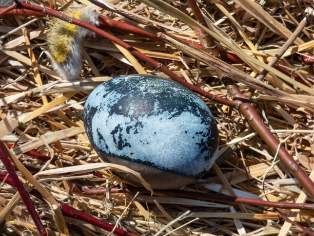 istock Easter eggs decorated with natural plants and flower blossoms boiled with red cabbage which colors eggs into shades of blue color. Traditional way to create patterns on eggs 1460792933