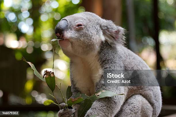 Oso Koala El Almuerzo Foto de stock y más banco de imágenes de Animal - Animal, Enfoque en primer plano, Fotografía - Imágenes