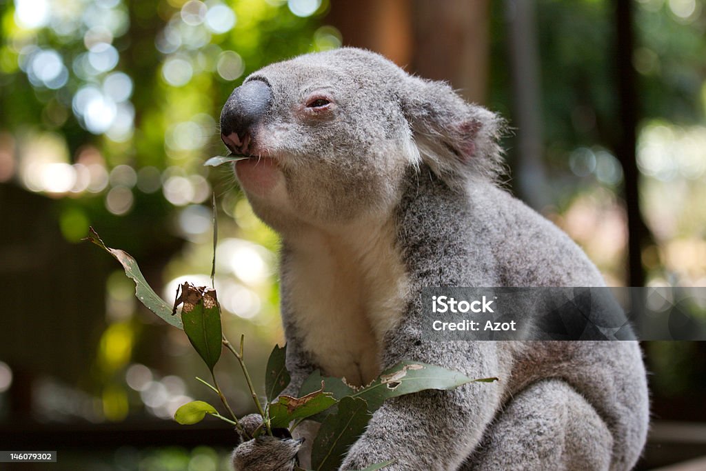 Koala le déjeuner - Photo de Eucalyptus libre de droits