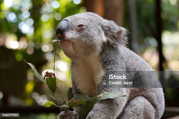 Photo libre de droit de Koala Le Déjeuner banque d'images et plus d'images libres de droit de Eucalyptus - Eucalyptus, Faune, Feuille