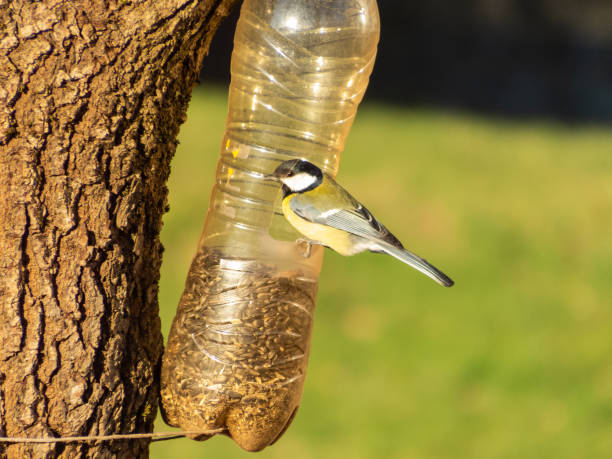 istock Great tit (Parus major) visiting bird feeder made from reused plastic bottle full with grains. Great tit sitting on the side of the bottle feeder 1460793021