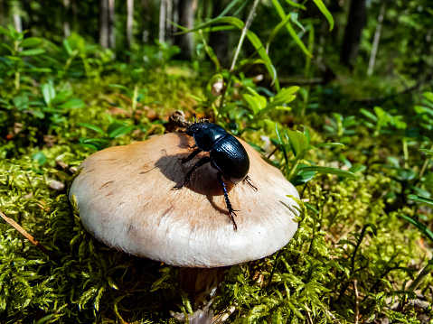 Glossy and colorful Spring dor beetle - Geotrupes vernalis L. (Trypocopris vernalis) on white and brown mushroom in forest. Autumn scenic background