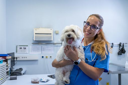Veterinarian and technician examining a Maltese dog. Accepting a dog, comforting a dog, petting a dog.
