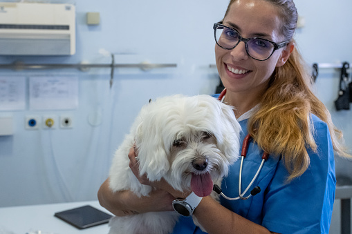 Veterinarian and technician examining a Maltese dog. Accepting a dog, comforting a dog, petting a dog.