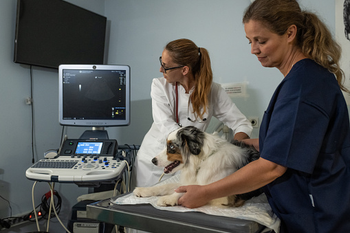 Veterinarian and technician examining a small American shepherd. Examination with an ultrasound examination device. Comforting a dog, petting a dog.