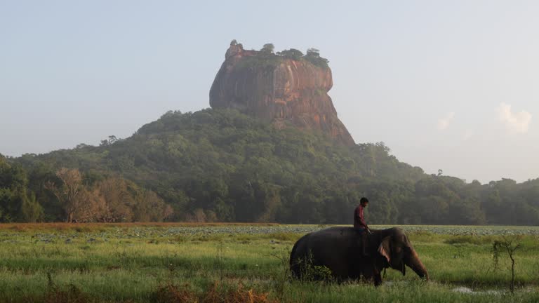 Mahout riding his elephant, Sigiriya Rock on the  background, Sri Lanka