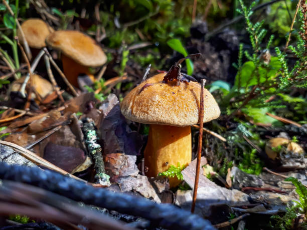 Macro of the velvet bolete or variegated bolete (Suillus variegatus) growing in the moss in the forest Macro of the velvet bolete or variegated bolete (Suillus variegatus) growing in the moss in the forest. Autumn scenery suillus variegatus stock pictures, royalty-free photos & images