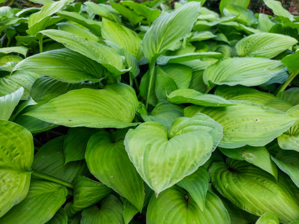 hosta 'fortunei albopicta'. folhas médias a grandes, lisas, com veias proeminentes, ovais e verde-escuras são variegadas com margens brancas irregulares - cuspidate - fotografias e filmes do acervo