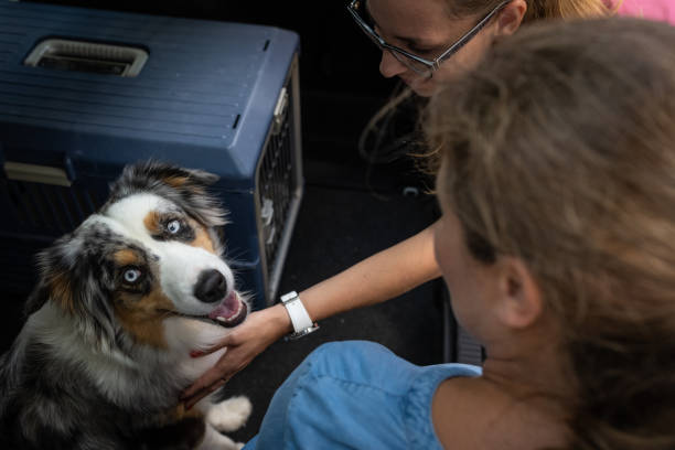 transport psa w klatce dla psa w samochodzie - portrait animal hospital embracing holding zdjęcia i obrazy z banku zdjęć