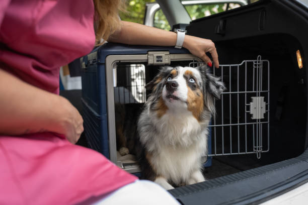 transport psa w klatce dla psa w samochodzie - portrait animal hospital embracing holding zdjęcia i obrazy z banku zdjęć
