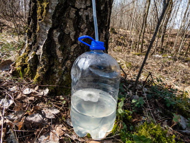 istock Collecting sap from trunk of birch tree in spring. A birch tree has been tapped in spring to get sap. Sap dripping into a plastic bottle 1460794536