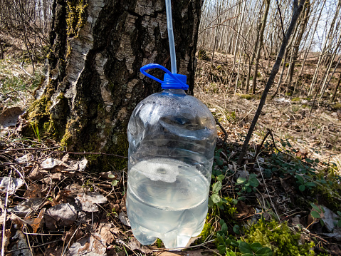 Collecting sap from trunk of birch tree in spring. A birch tree has been tapped in spring to get sap. Sap dripping into a plastic bottle in spring in sunlight