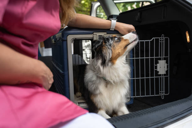 istock Transporting a dog in a dog cage in the car 1460794561