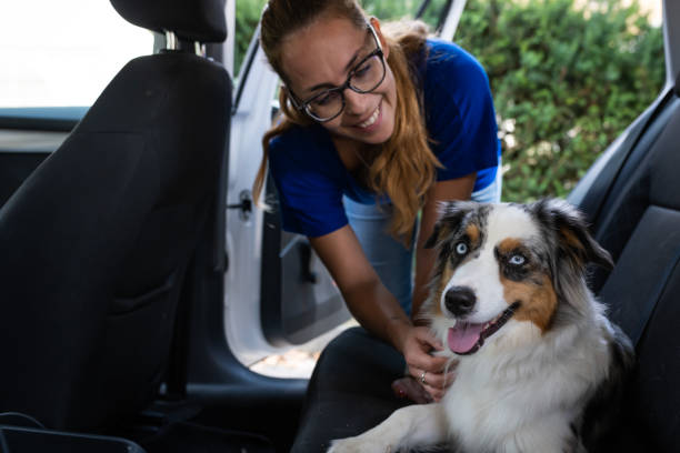 istock Transporting a dog in a dog cage in the car 1460794626