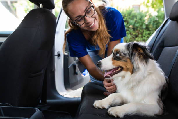 istock Transporting a dog in a dog cage in the car 1460794648
