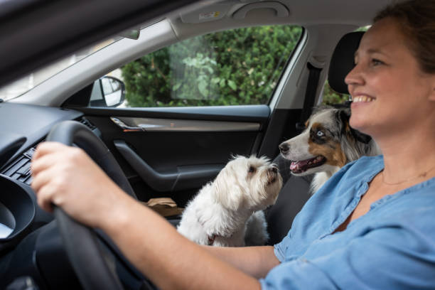istock Transporting a dog in a dog cage in the car 1460794650