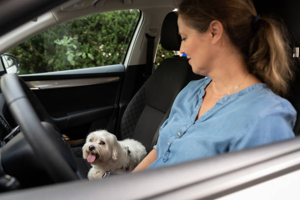 istock Transporting a dog in a dog cage in the car 1460794654