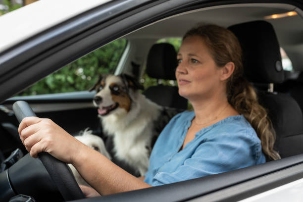 istock Transporting a dog in a dog cage in the car 1460794666