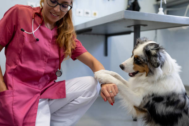 istock Dog being examined by a veterinarian 1460794758