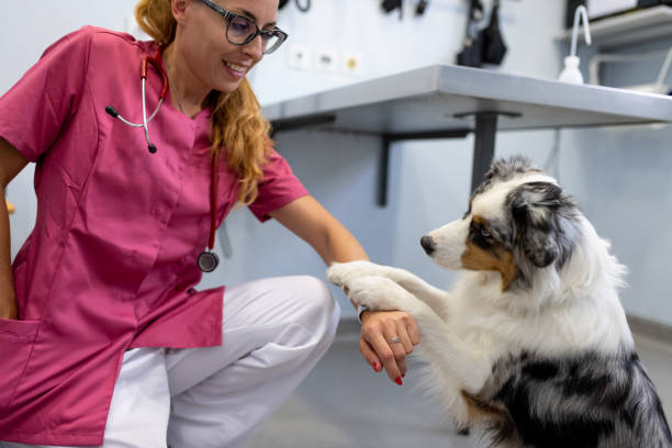 istock Dog being examined by a veterinarian 1460794768