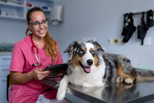 istock Dog being examined by a veterinarian 1460794812