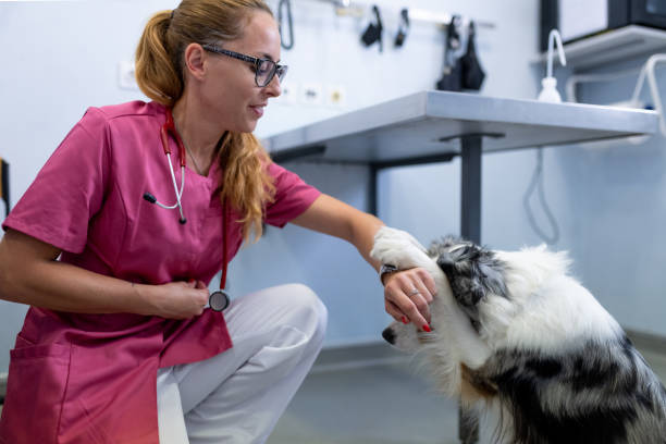 istock Dog being examined by a veterinarian 1460794822
