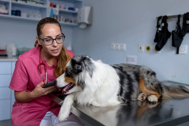 istock Dog being examined by a veterinarian 1460794830
