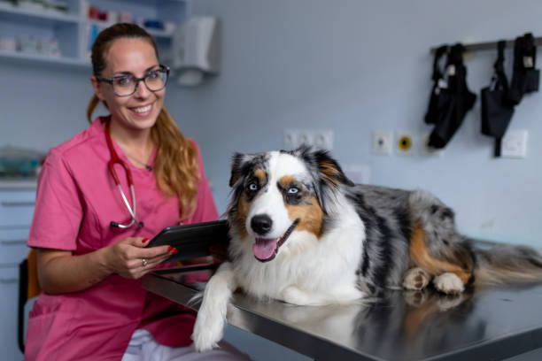 istock Dog being examined by a veterinarian 1460794837