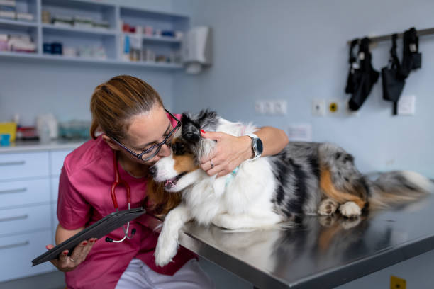 istock Dog being examined by a veterinarian 1460794843