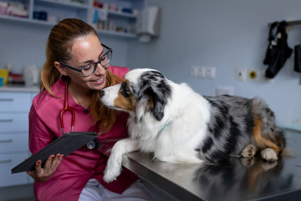 istock Dog being examined by a veterinarian 1460794846
