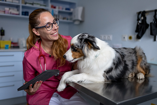American Miniature Shepherd in the care of a veterinarian at a veterinary clinic. The veterinarian examines his painful leg, gets to know him, comforts and caresses him.