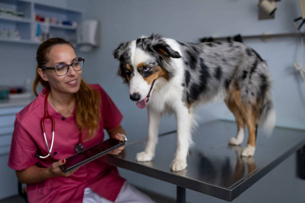 istock Dog being examined by a veterinarian 1460794878