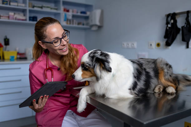 istock Dog being examined by a veterinarian 1460794879