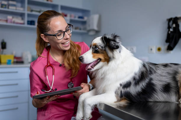 istock Dog being examined by a veterinarian 1460794882