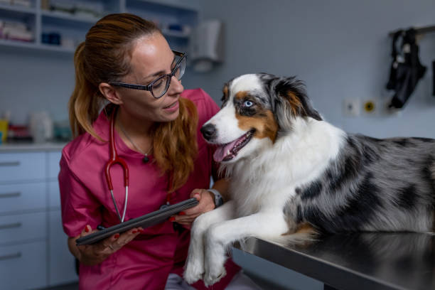 istock Dog being examined by a veterinarian 1460794887