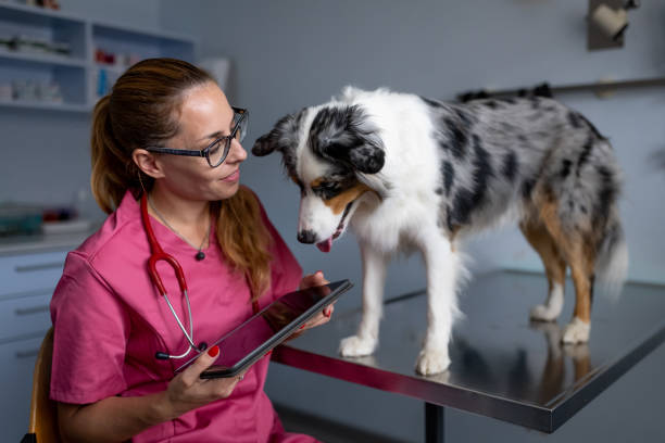 istock Dog being examined by a veterinarian 1460794889