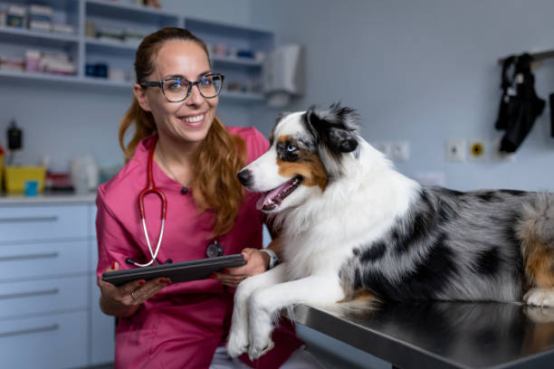 istock Dog being examined by a veterinarian 1460794894
