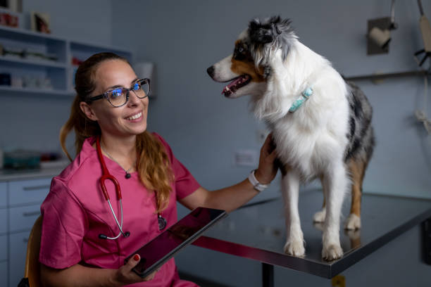 istock Dog being examined by a veterinarian 1460794902