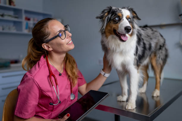 istock Dog being examined by a veterinarian 1460794905