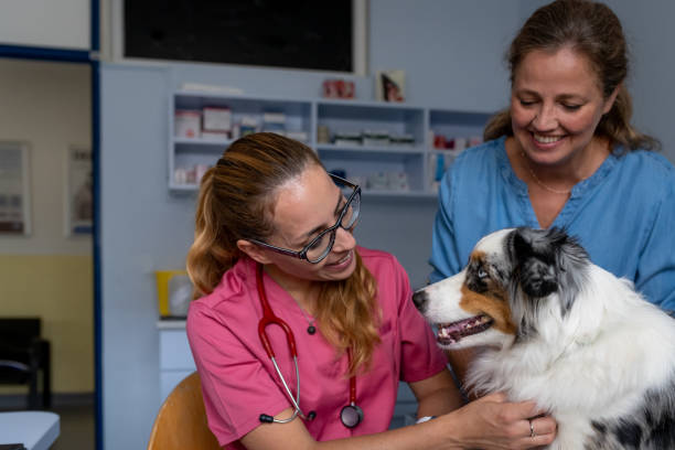 istock Dog being examined by a veterinarian 1460794921
