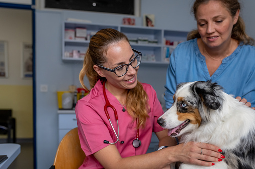 American Miniature Shepherd in the care of a veterinarian at a veterinary clinic. The veterinarian examines his painful leg, gets to know him, comforts and caresses him.