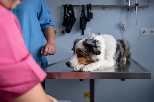 istock Dog being examined by a veterinarian 1460794955