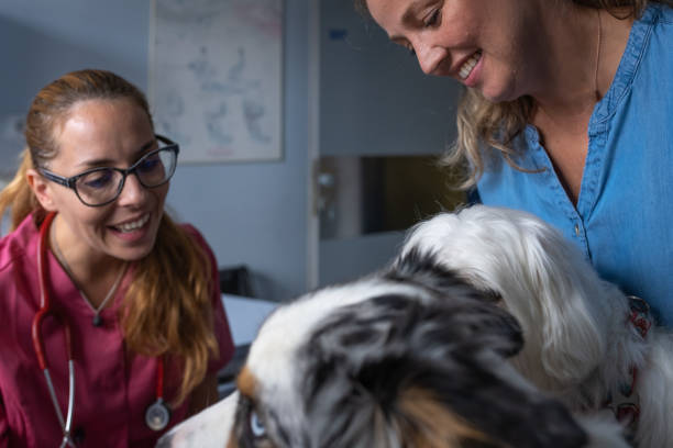 istock Dog being examined by a veterinarian 1460795011