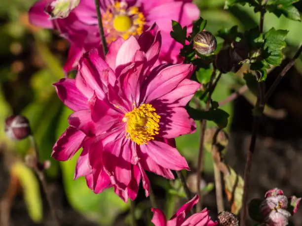 Beautiful and attractive shot of large, semi-double, rose pink flowers with golden-yellow stamens of variety of Japanese Anemone or windflower (Anemone hupehensis 'Prinz Heinrich' in early autumn