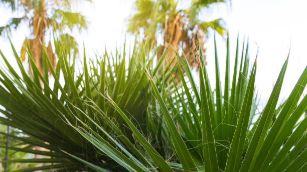 istock Fluffy yucca palm among shrubs in Turkey 1460796091
