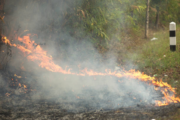 Highway with grass and trees beside the road heated up to the point that a fire appeared.