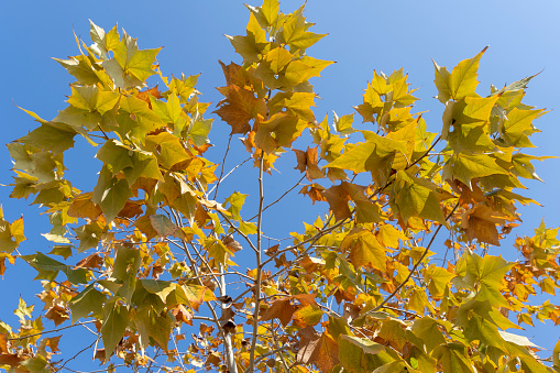 Platanus tree in the fall with leaves in brown-yellow tones