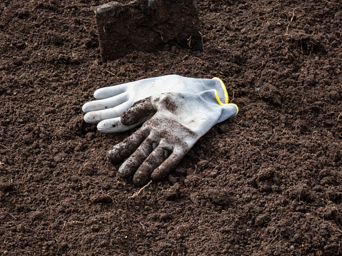 View of dig up raised garden bed and brown soil with shovel and dirty gloves without any weeds, prepared for planting vegetables in early spring. Gardening concept